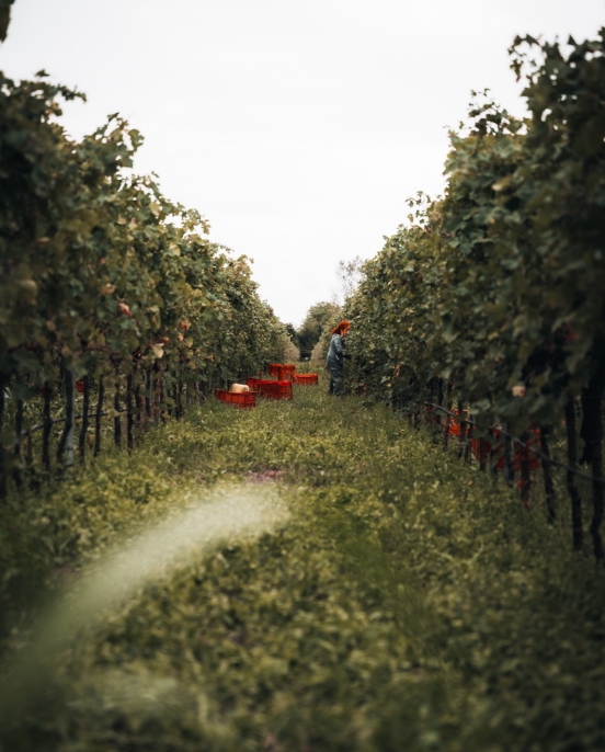 Vigneti dell'Astico